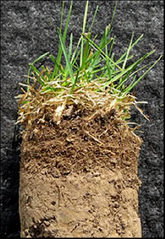 Core of lawn showing thatch layer